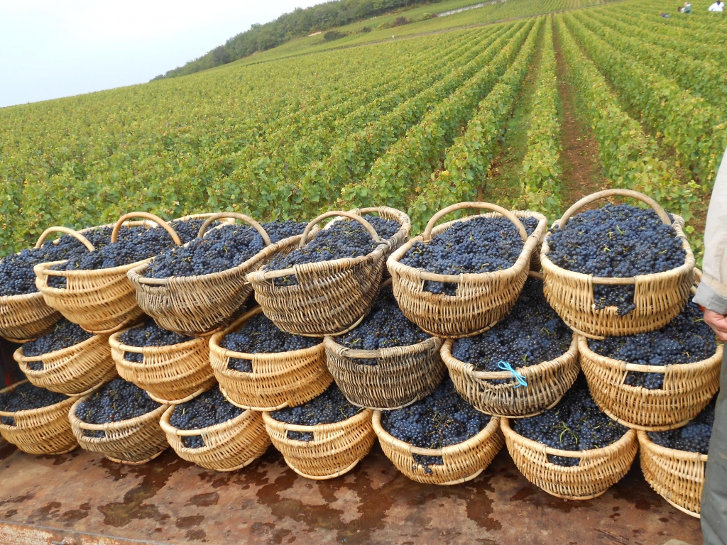 Paniers de vendanges