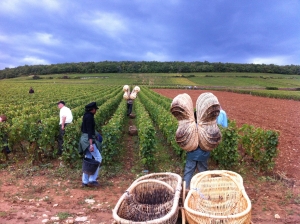 Vendanges traditionnelles